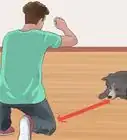 Teach a Dog to Crawl