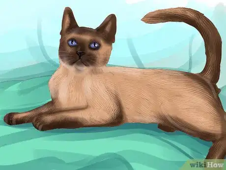 Image titled Identify a Siamese Cat Step 2