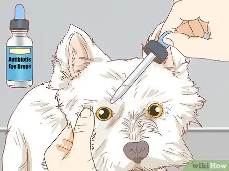 Image titled Remove a Tear Duct Stain from White Dogs Step 13