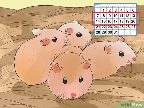 Image titled Breed Syrian Hamsters Step 27