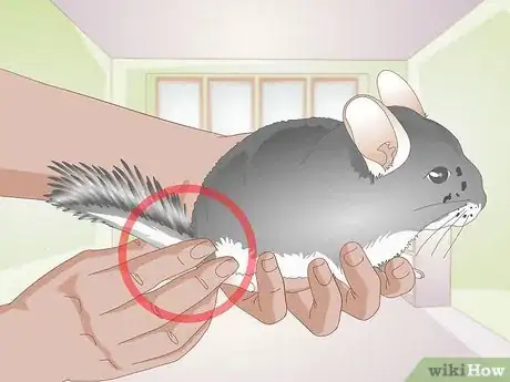 Image titled Train a Chinchilla Step 10