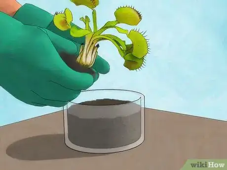 Image titled Grow a Venus Flytrap Step 13