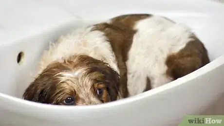 Image titled Bathe a Puppy for the First Time Step 12