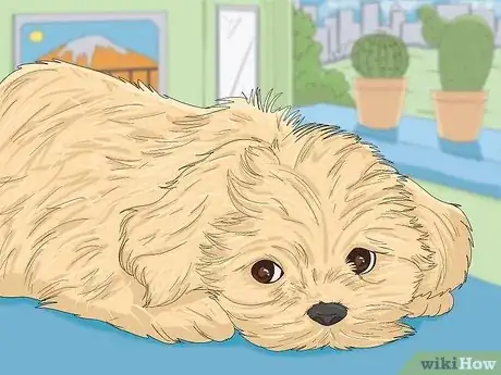 Image titled Take Care of a Shih Tzu Step 10