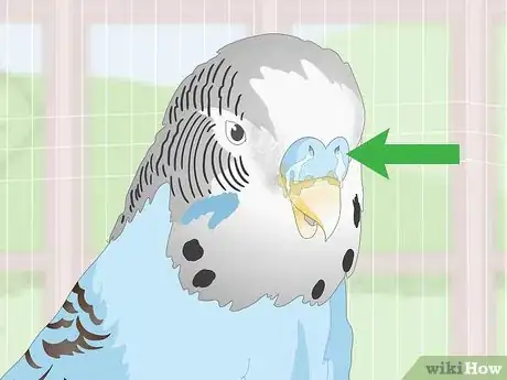 Image titled See if Your Pet Budgie Is Sick Step 11