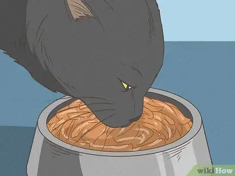 Image titled Identify a Bombay Cat Step 14