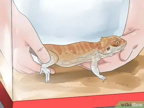 Image titled Breed Bearded Dragons Step 11