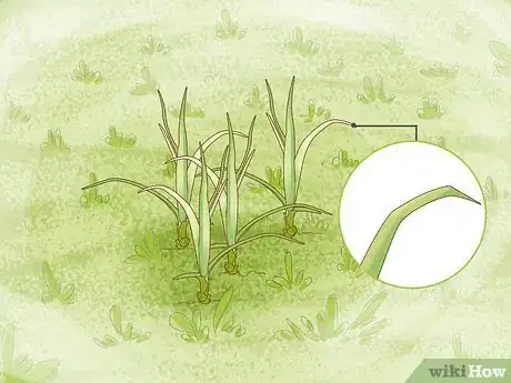 Image titled Get Rid of Nutgrass Step 2