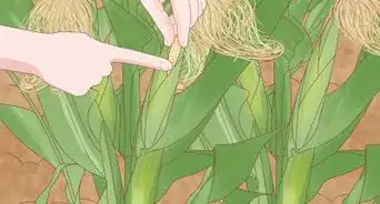 Grow Sweet Corn