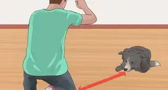 Teach a Dog to Crawl