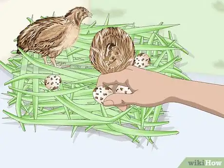 Image titled Hatch Quail Chicks Step 2