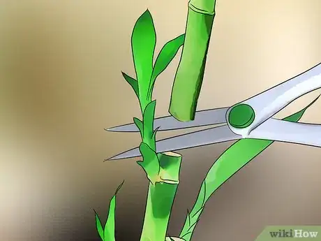 Image titled Care for an Indoor Bamboo Plant Step 9