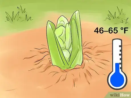 Image titled Prevent Hyacinth Flowers from Flopping Step 3