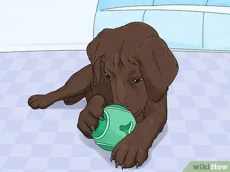 Image titled Identify a Labrador Retriever Step 13