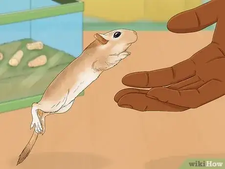 Image titled Tame Your Gerbils Step 11