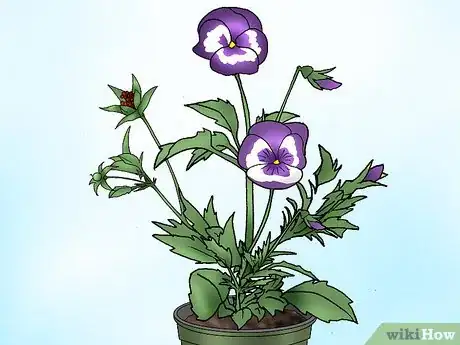 Image titled Make Pansies Bloom Again Step 11