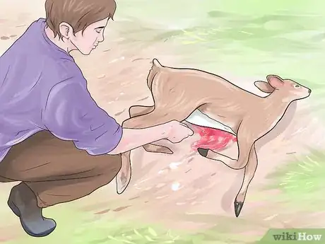 Image titled Eat Roadkill Step 5