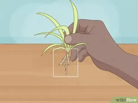 Image titled Propagate Baby Spider Plants Step 2