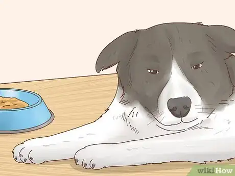 Image titled Increase Appetite in Dogs Step 11