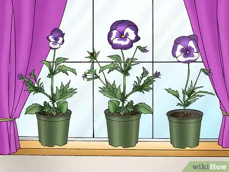 Image titled Make Pansies Bloom Again Step 10