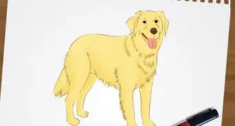 Draw a Golden Retriever