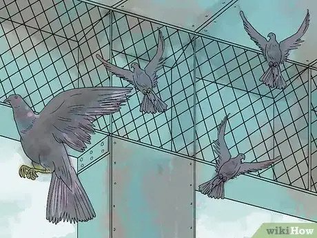 Image titled Trap Pigeons Step 2