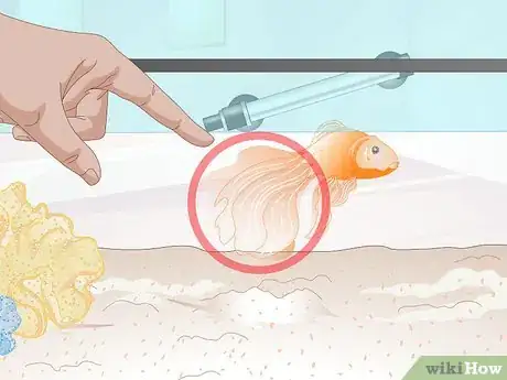 Image titled Tell if Your Goldfish Is an Adult Step 3