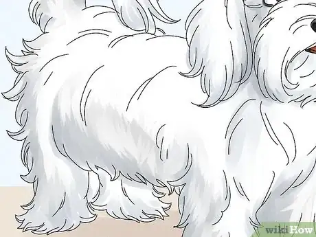 Image titled Identify a Maltese Dog Step 7