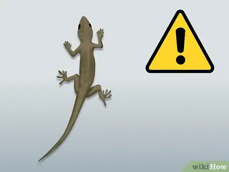 Image titled Catch a Lizard Without Using a Trap Step 16