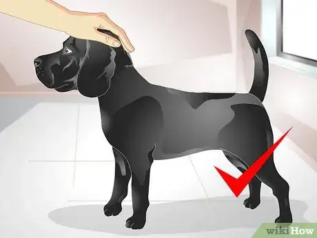 Image titled Apply Advantix for Dogs Step 4