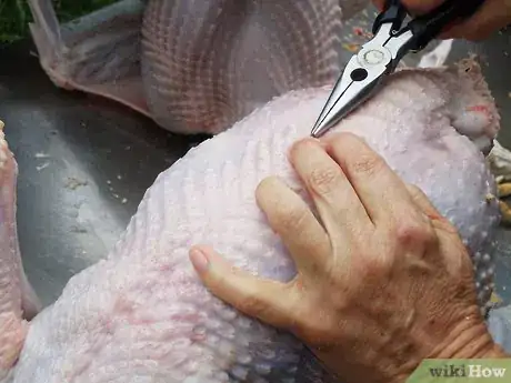 Image titled Butcher and Remove the Pin Feathers of a Turkey Step 4