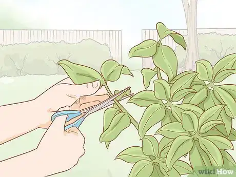 Image titled Get Rid of Powdery Mildew on Plants Step 15