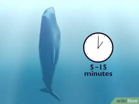 Image titled How Do Whales Sleep Step 3