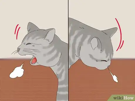 Image titled Stop Chronic Nasal Discharge in Cats Step 10