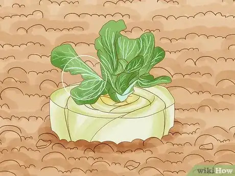 Image titled Regrow Bok Choy Step 9