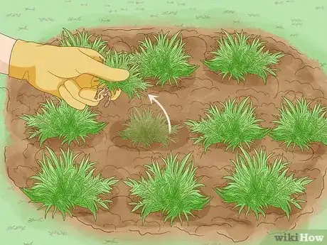 Image titled Plant Grass Plugs Step 10