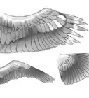 Draw Wings