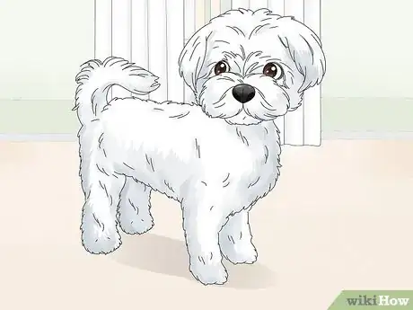 Image titled Identify a Maltese Dog Step 9