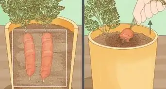 Grow Carrots in Pots