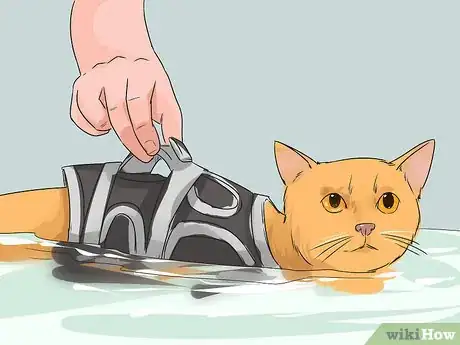 Image titled Treat a Cat with Physical Therapy Step 5