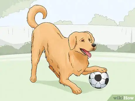 Image titled Identify a Golden Retriever Step 11