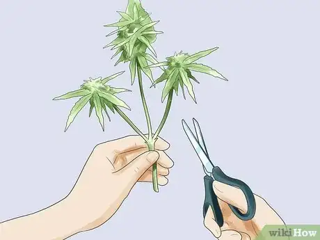 Image titled Grow Marijuana Hydroponically Step 17