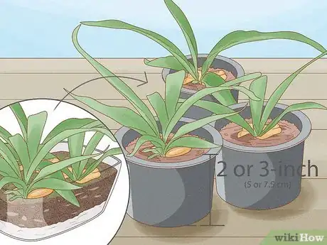 Image titled Grow a Staghorn Fern Step 10