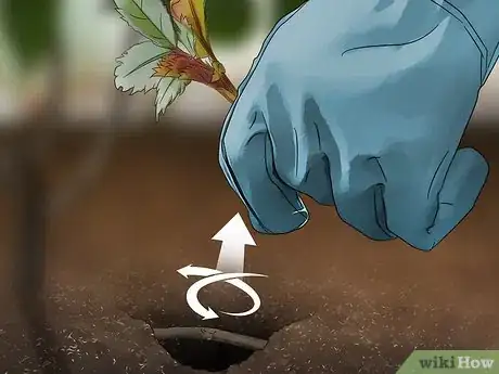 Image titled Get Rid of Suckers from Your Rose Bush Step 7