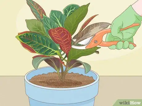 Image titled Prune Croton Plants Step 2