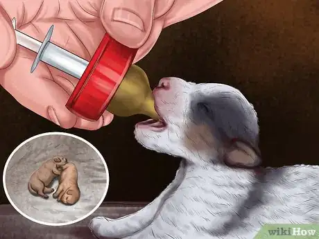 Image titled Save Orphaned Newborn Puppies Step 13