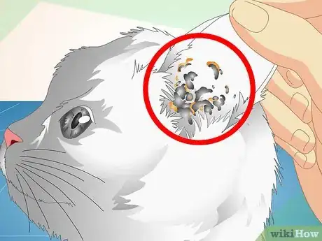 Image titled Check Cats for Ear Mites Step 3