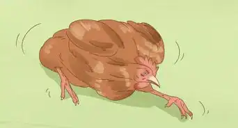 Tell if a Chicken is Sick