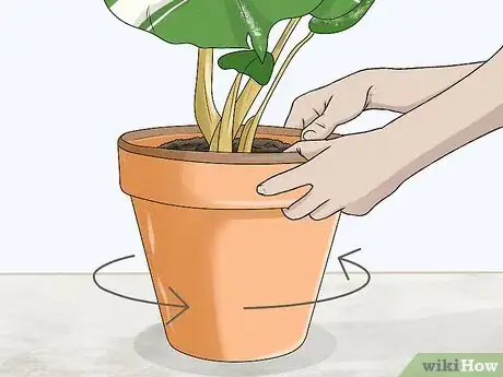 Image titled Grow Variegated Monstera Step 10