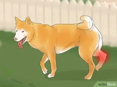 Image titled Care for an Akita Inu Dog Step 17